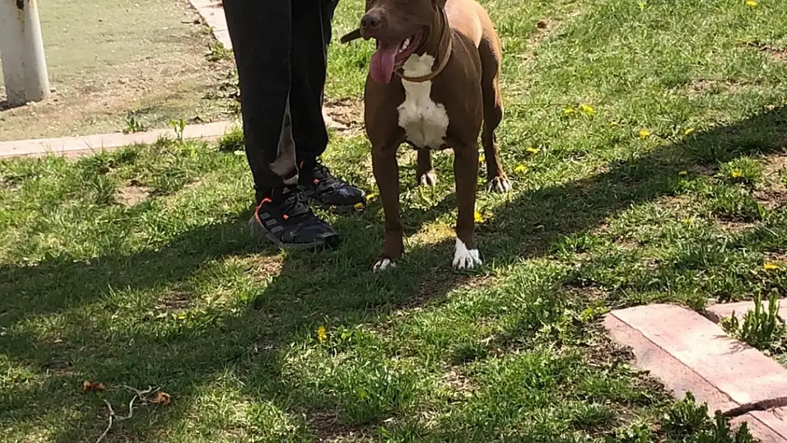 Konya'da yasaklı ırk köpeğini ağızlıksız gezdiren kişiye binlerce lira ceza kesildi