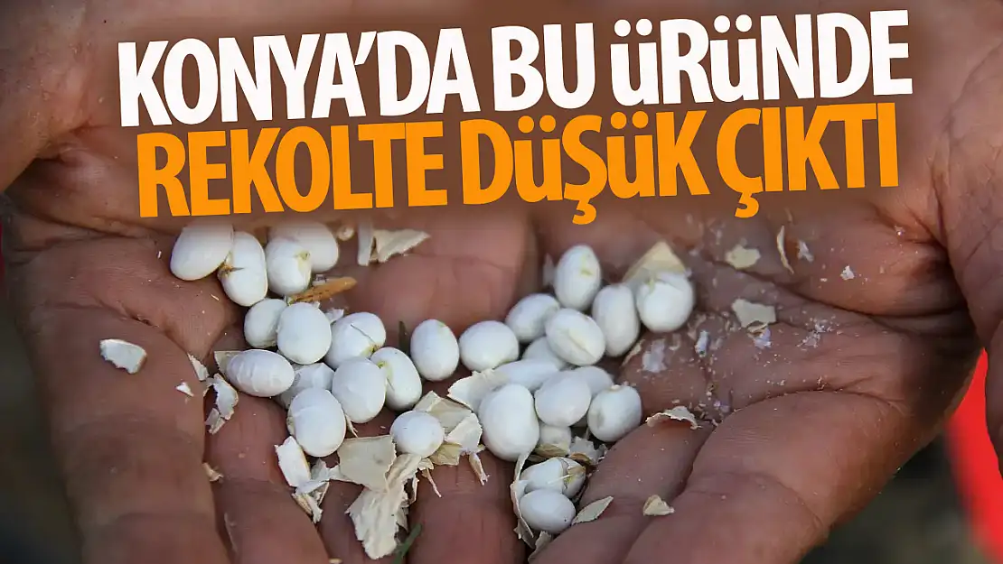 Konya'daki o üründe rekolte düştü!