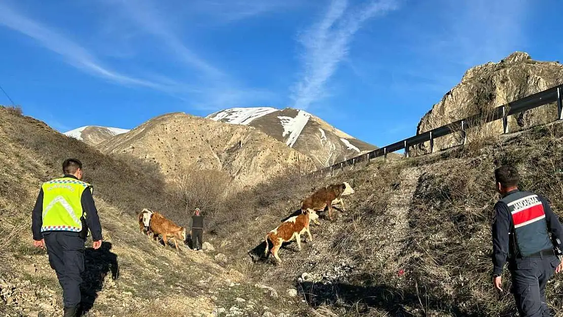 Konya'nın ilçesinde kaybolan inekler dronla bulundu