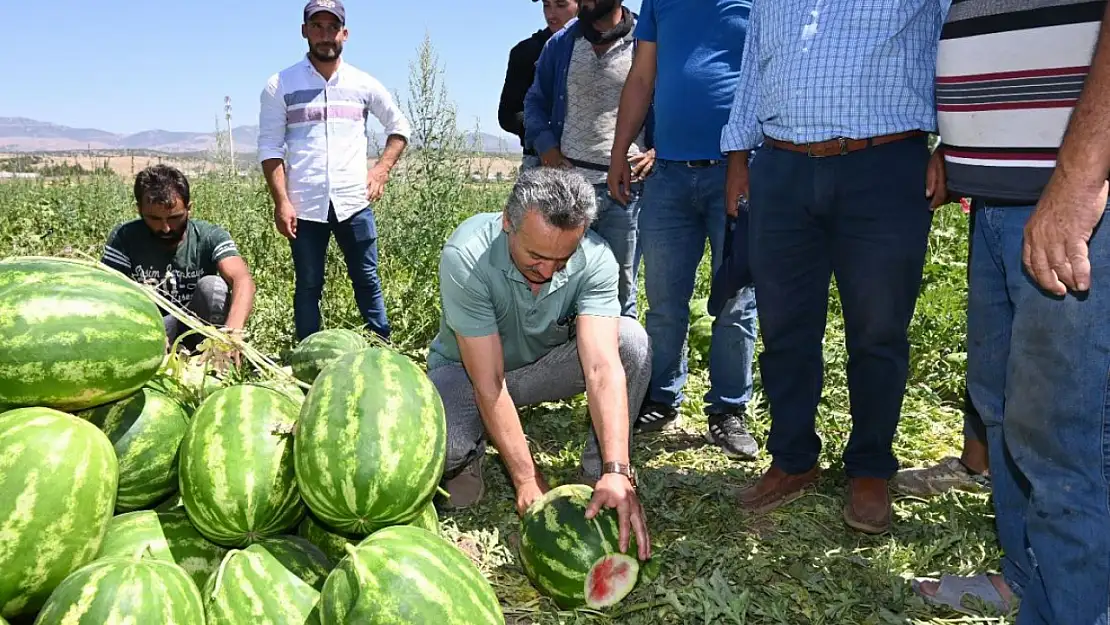 Konya'nın meşhur meyvesi yurt dışında alıcı bulacak