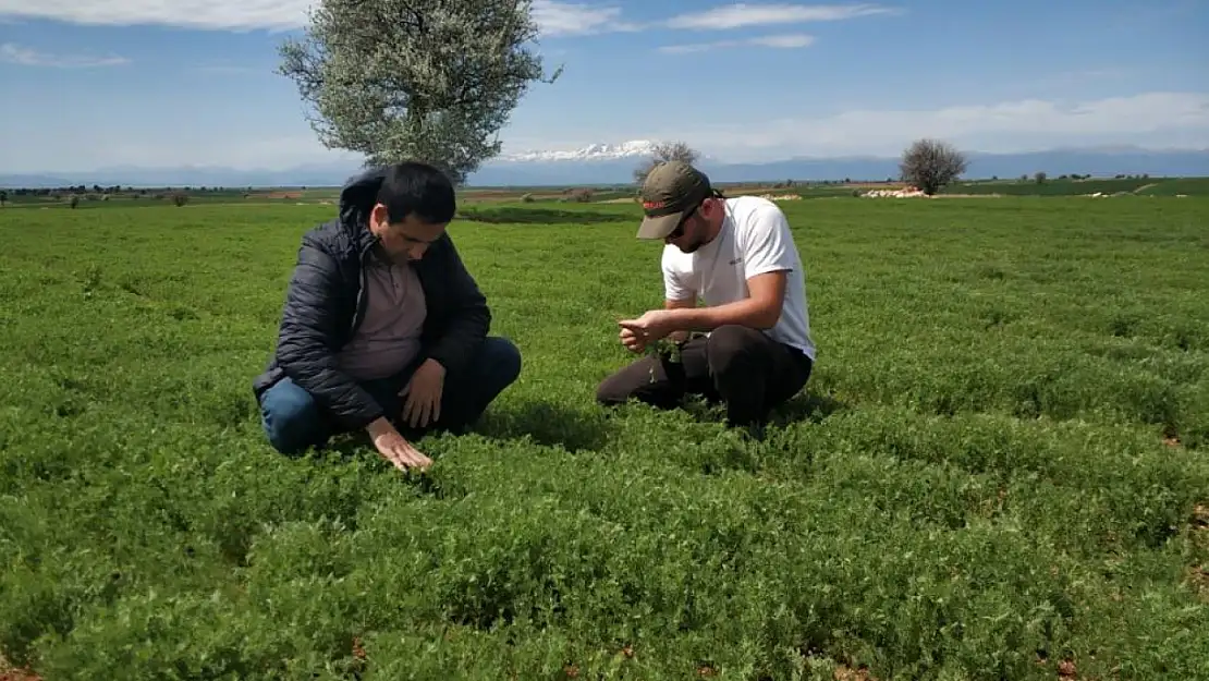 Konya'nın o ilçesinde arpa yaprak yanıklığı hastalığı tespit edildi!