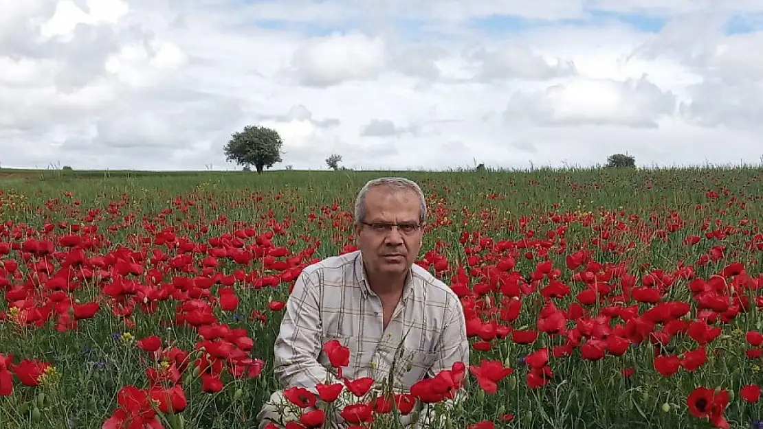 Konya'nın o ilçesinde tarlalar kırmızıya boyandı!