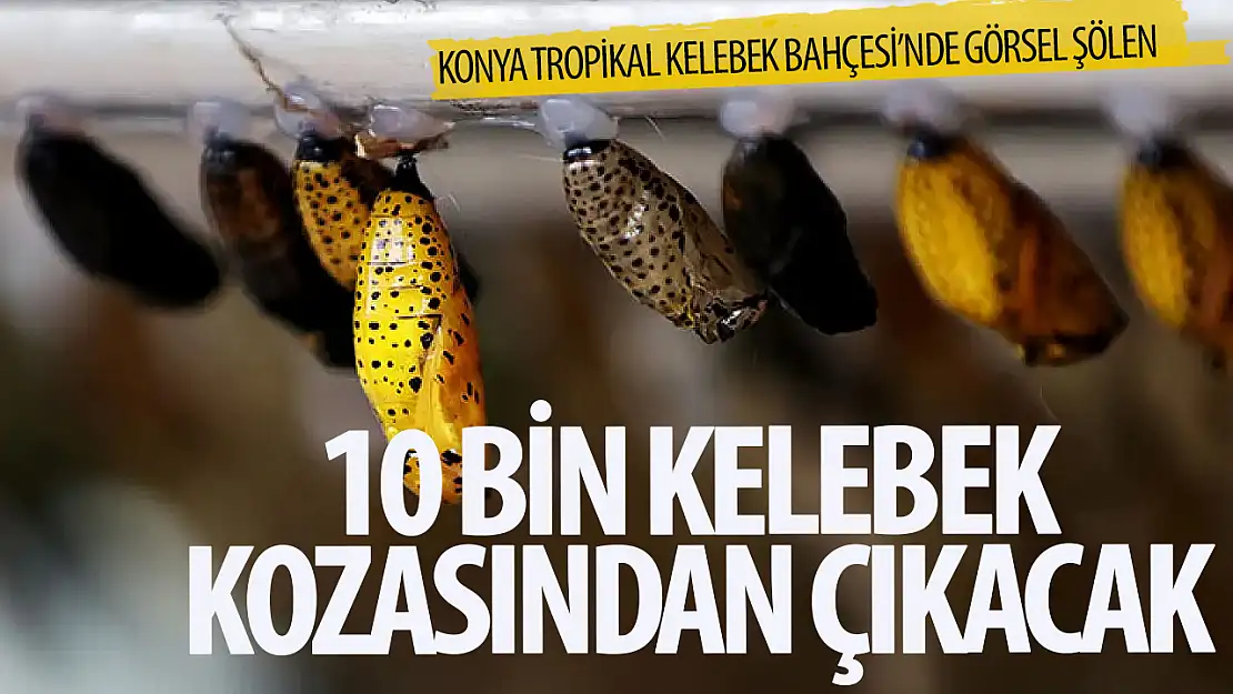 Konya Tropikal Kelebek Bahçesi'nde 10 bin kelebek kozasından çıkacak