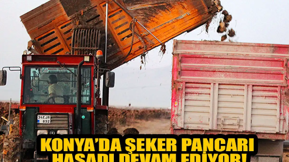 Konya'da 1 milyon dekar alanda şeker pancarı hasadı devam ediyor