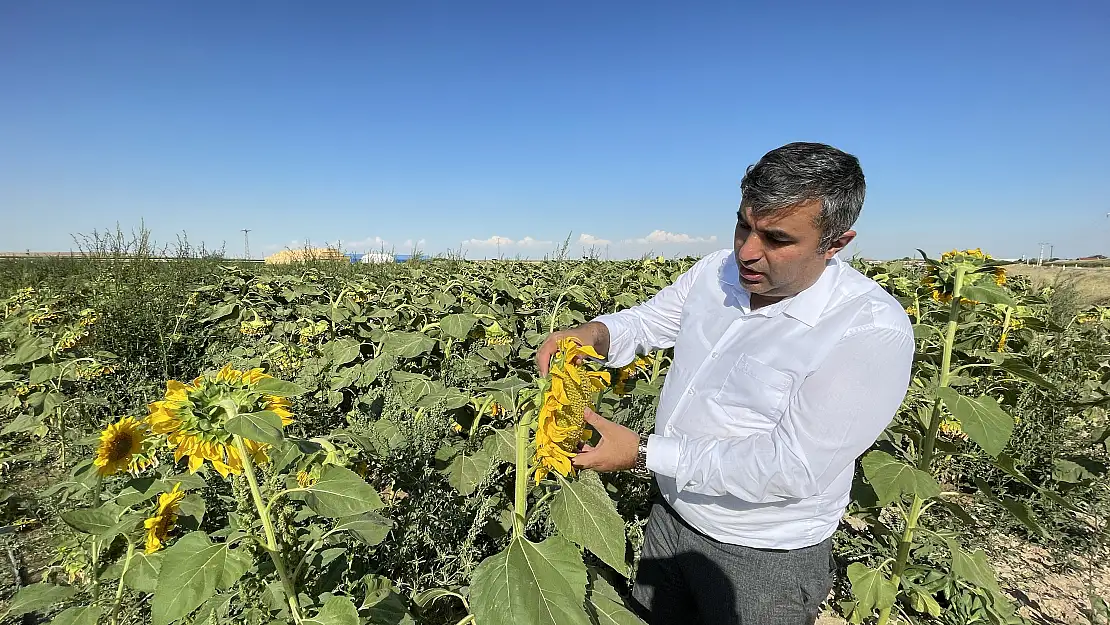 Konya'da ayçiçeğinde bu yıl yüksek verim bekleniyor