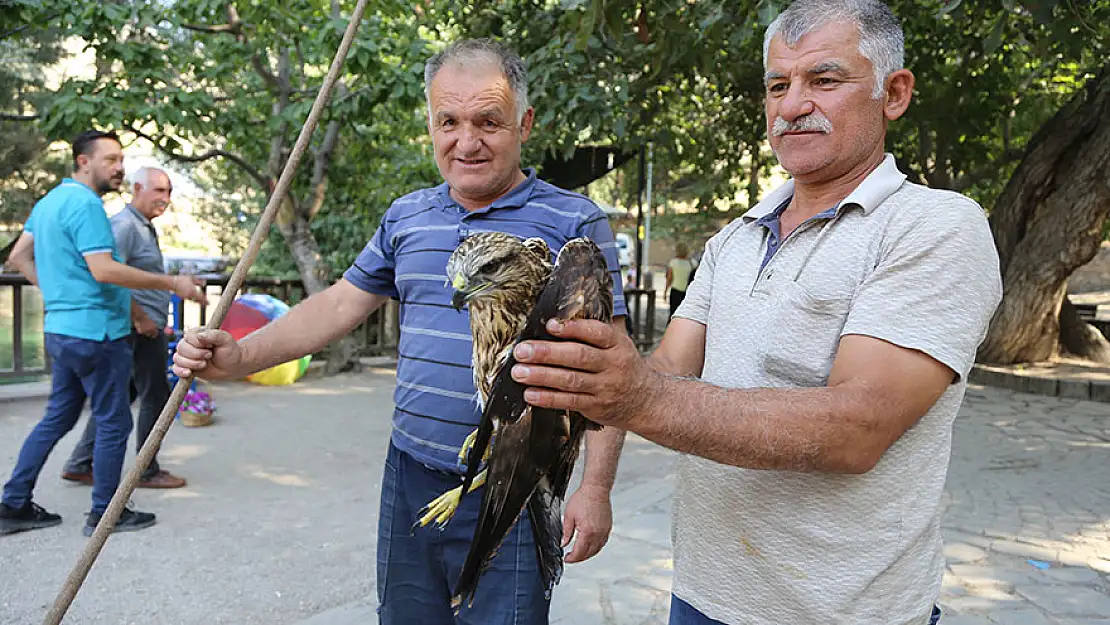 Konya'da bitkin halde bulunan şahin yavrusu tedaviye alındı