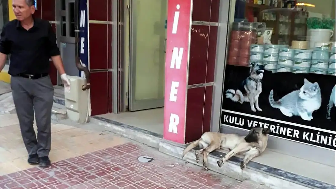 Konya'da çarptığı köpeği veterinere götürüp tedavi ettirdi