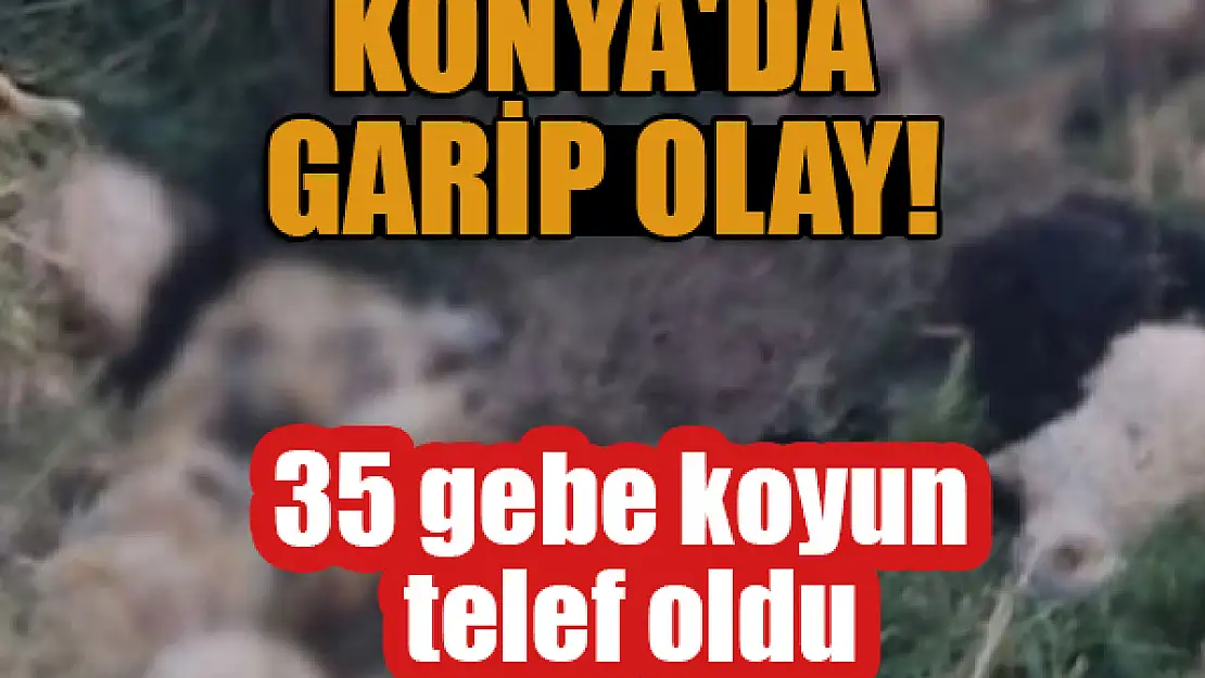 Konya'da garip olay: 35 gebe koyun telef oldu