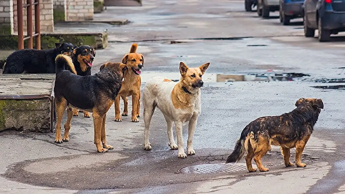 Konya'da köpek dehşeti! 8 yaşındaki çocuğu kafası ve sırtından yaraladı