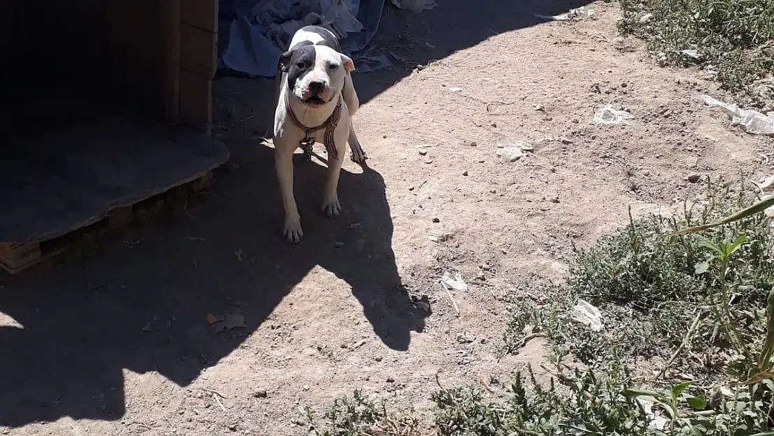 Konya'da pitbull besleyen şahsa 14 bin 982 lira ceza