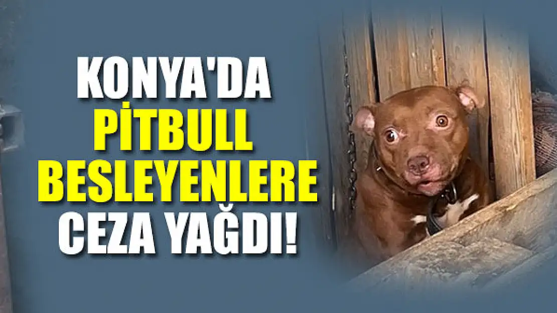 Konya'da pitbull besleyenlere ceza yağdı!