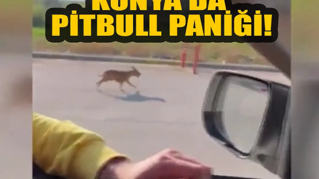 Konya'da pitbull paniği! Polisler işte böyle yakaladı