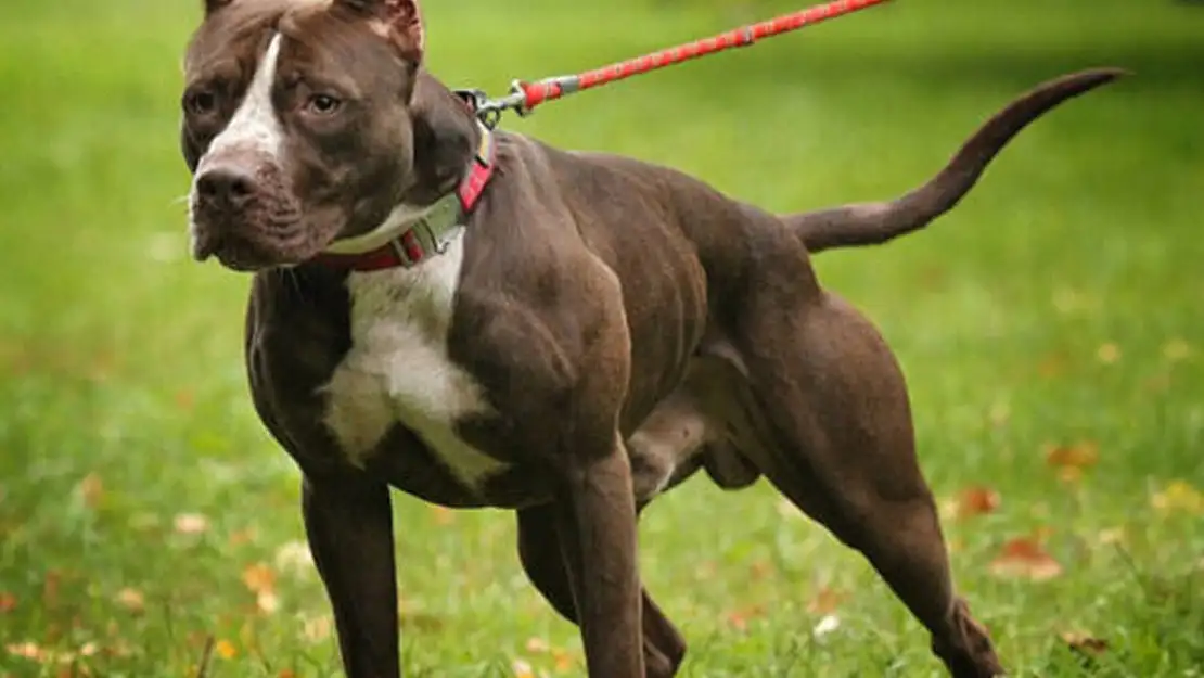 Konya'da pitbull sahiplenen ve sahiplendirenlere ceza yağdı!