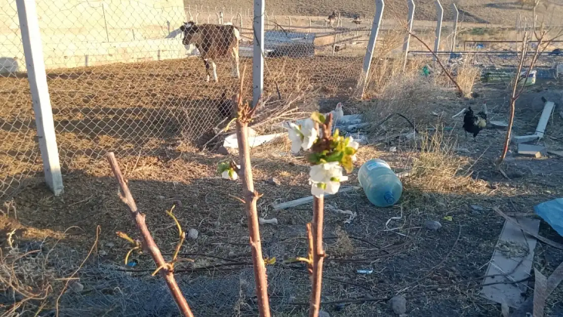 Konya'da şaşkına çeviren olay