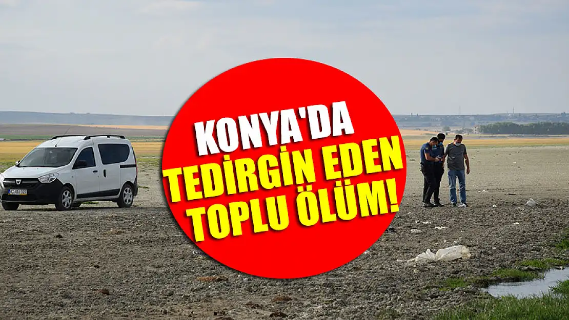 Konya'da tedirgin eden toplu ölüm !