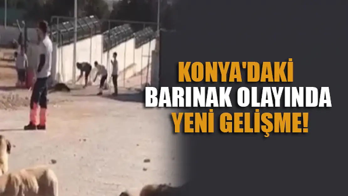 Konya'daki barınak olayında yeni gelişme!