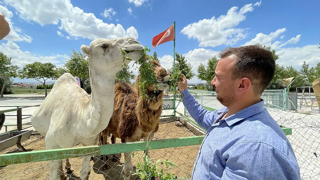 Konyalı besici çiftliğinde hobi amaçlı deve besliyor