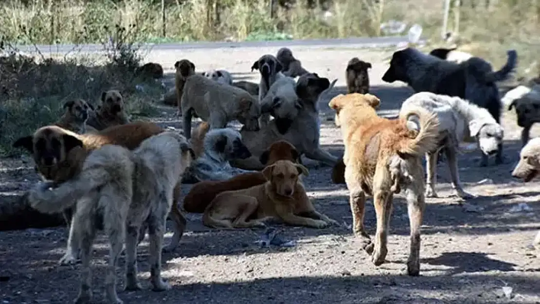 Konyalılar sokak köpeklerinin uyutulma tartışmalarına nasıl bakıyor? 