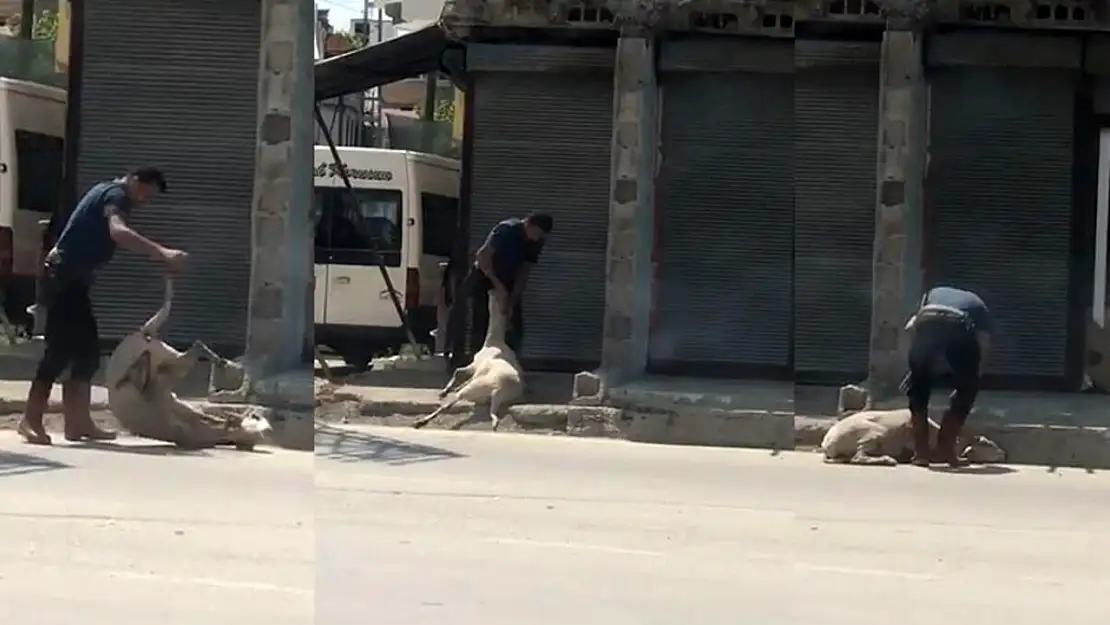 Koyuna işkence yapan şahıstan akıl almaz savunma... Yormak için yaptım