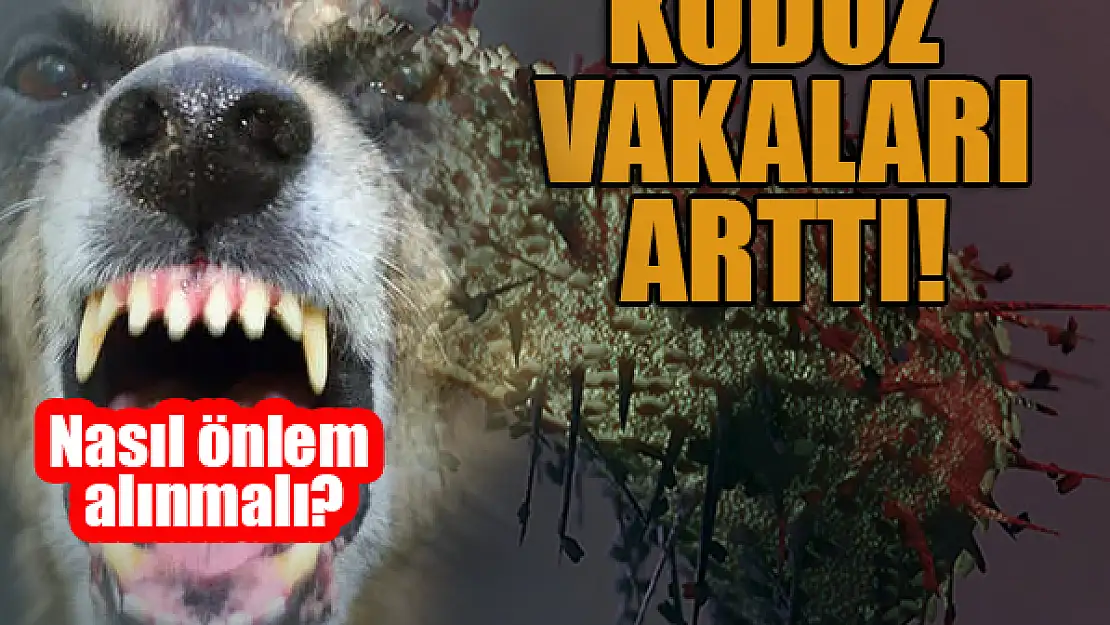 Kuduz vakaları arttı! Nasıl önlemler alınmalı?