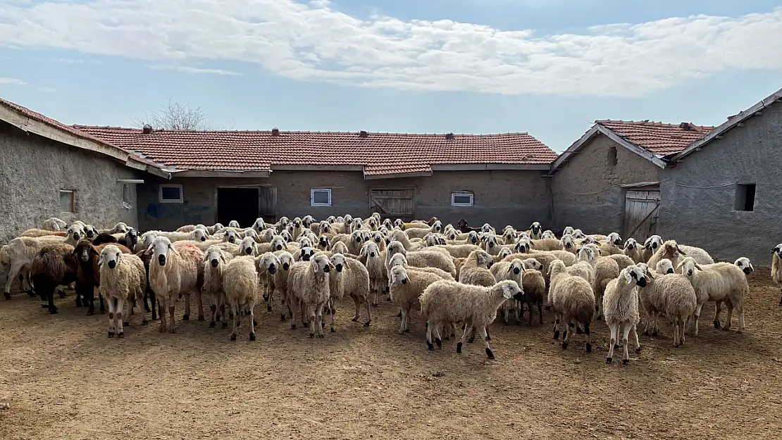 Kulu'dan küçük baş hayvan desteği