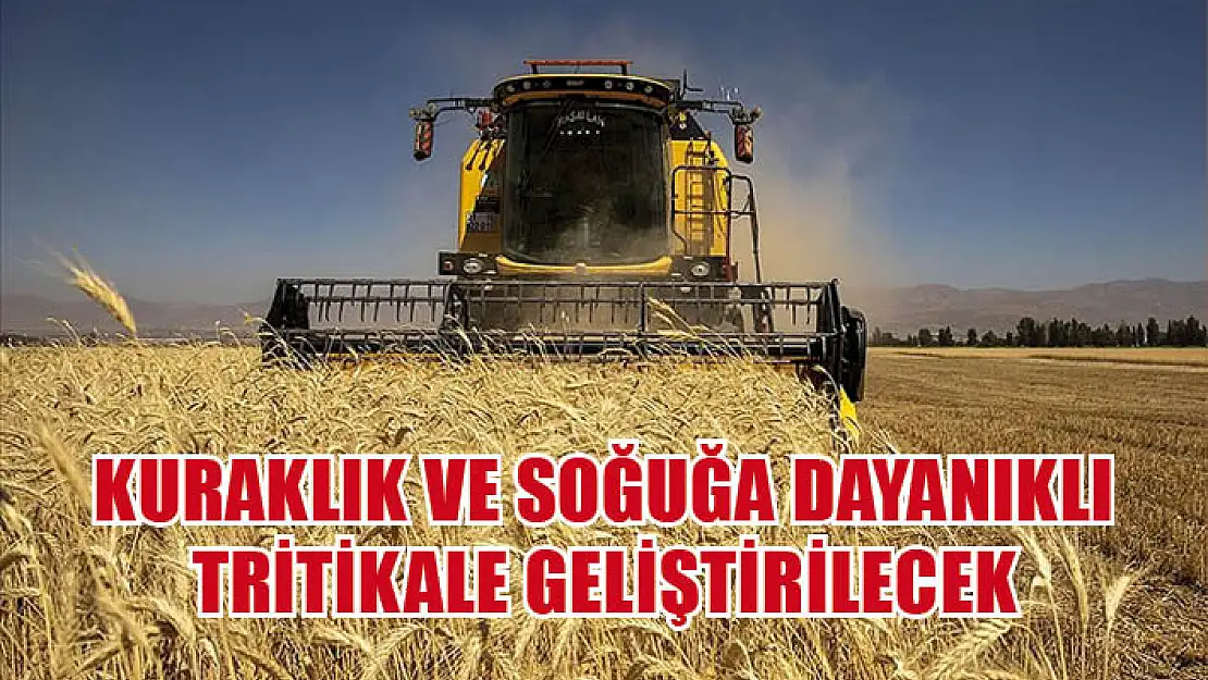 Kuraklık ve soğuğa dayanıklı tritikale geliştirilecek