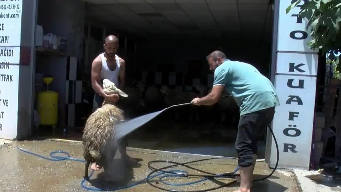 Kurban Bayramı'na sayılı günler kala koyunlarını oto yıkamada köpükle yıkadı