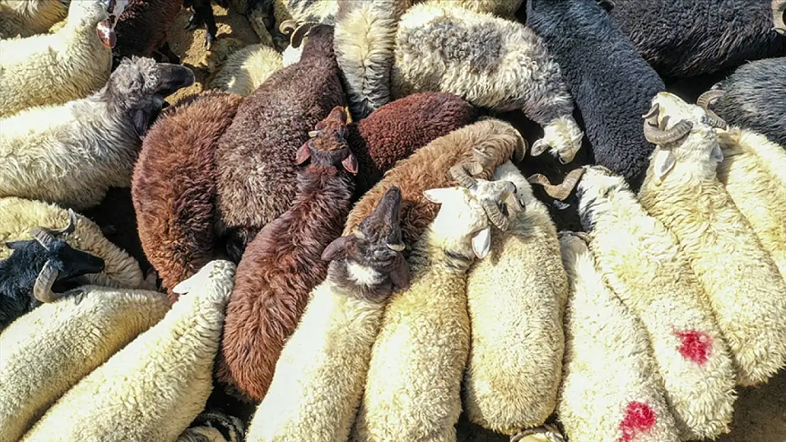 Kurban Bayramı'nda bunu sakın yapmayın. Yoksa ceza yersiniz...