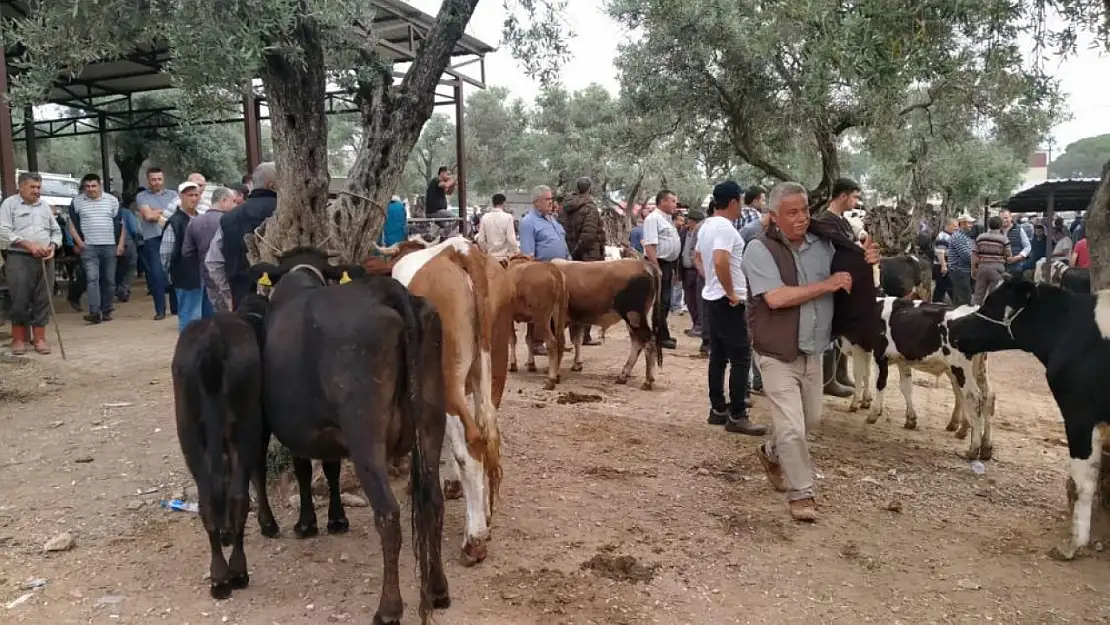 Kurban Bayramı öncesi hayvan pazarlarında hareketlilik başladı