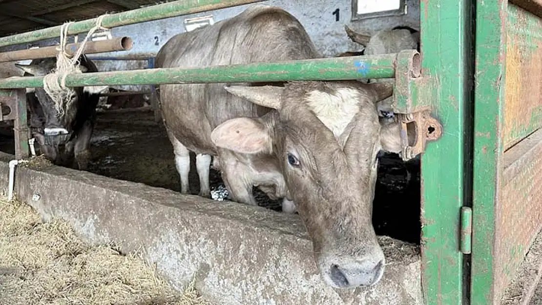 Kurbanlık danayı hiç kimse böyle görmedi