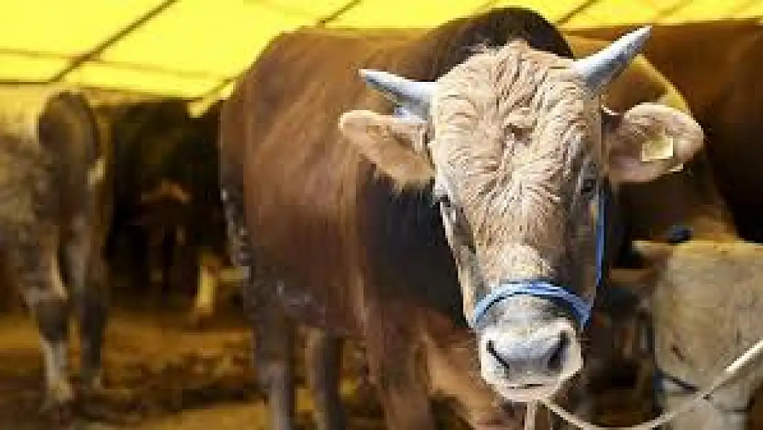 Kurbanlık Hayvanınız Ayıplı Çıktıysa Hakkınızı Arayabilirsiniz!