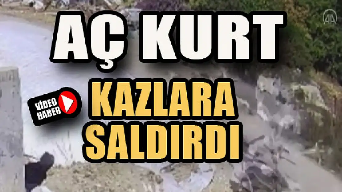 Kurt, kazlara böyle saldırdı...