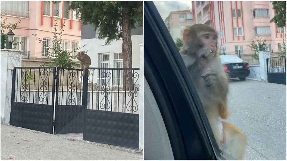 Çorum'da maymun vakası: Alarma geçtiler!