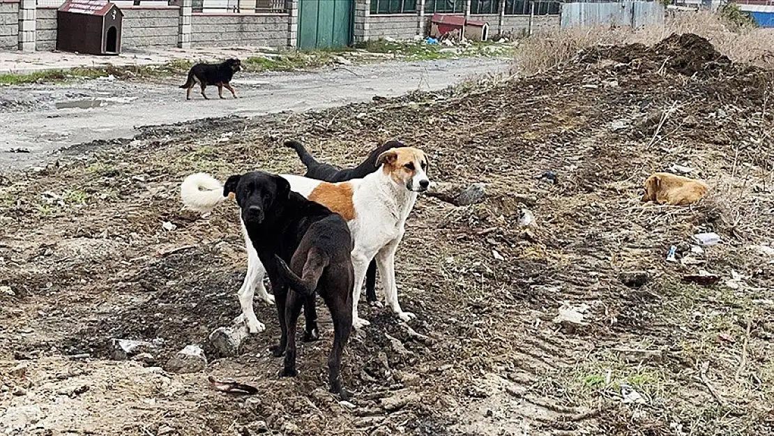 MAZLUMDER 'sahipsiz başıboş köpeklere' ilişkin rapor hazırladı