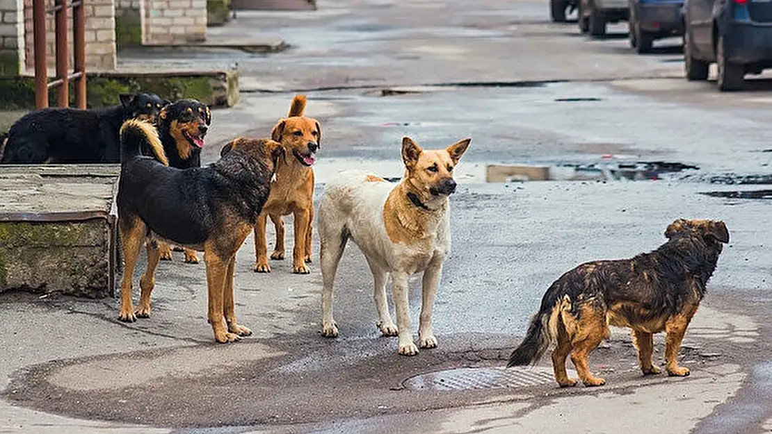 Meram Belediyesi'nden Sahipsiz Sokak Köpekleri İçin Önemli Adım