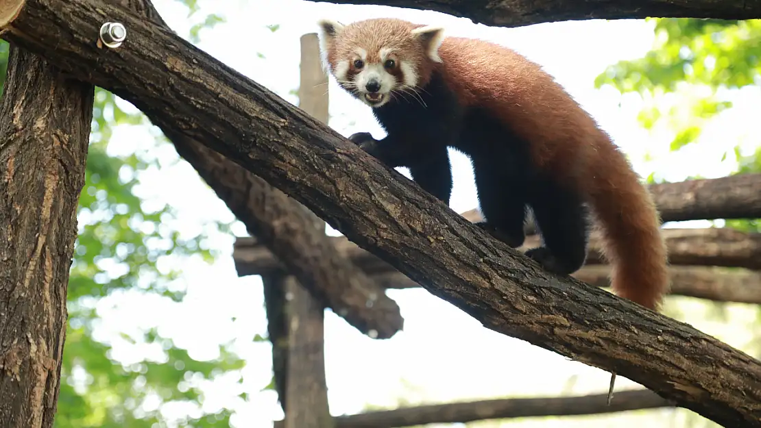 Nesli tehlikede olan panda görüntülendi