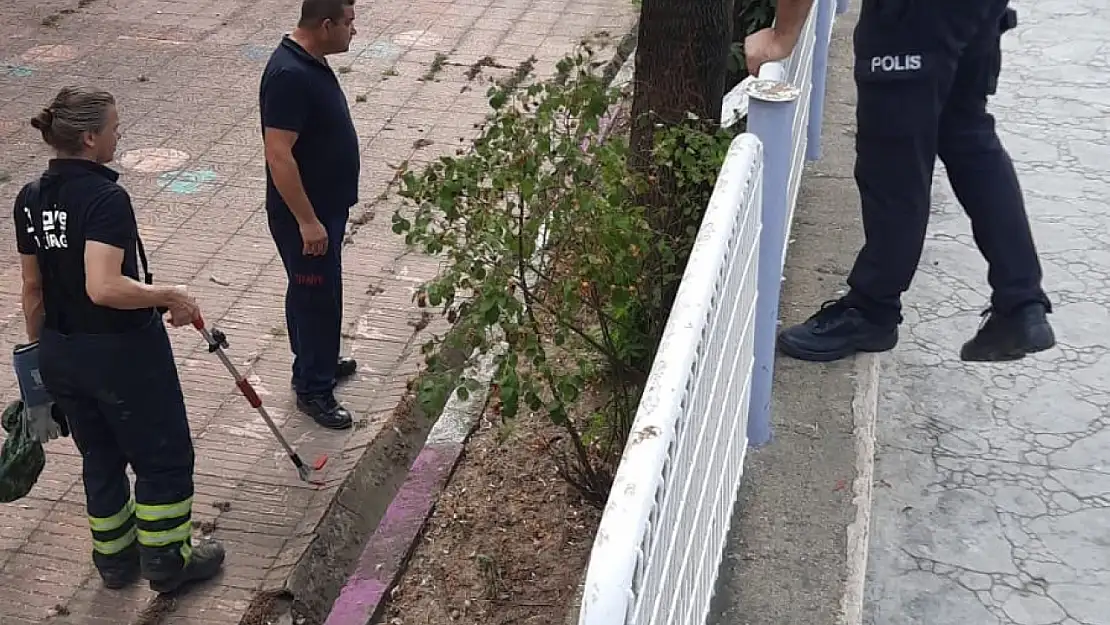 Okul bahçesinde yılan paniği