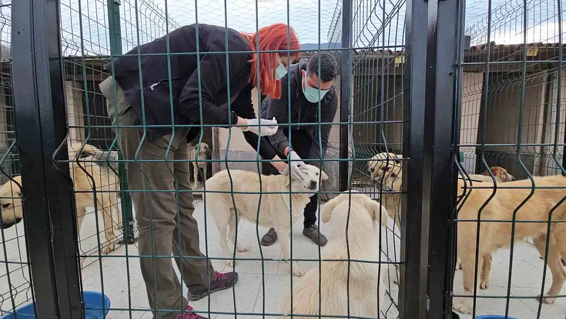 Ölüme terk edilen köpekler sağlığına kavuştu