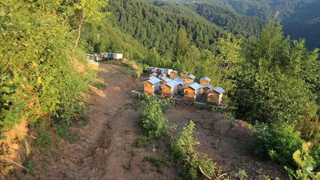 Orman Genel Müdürlüğü açıkladı! Konya bal ormanı sıralamasında kaçıncı?