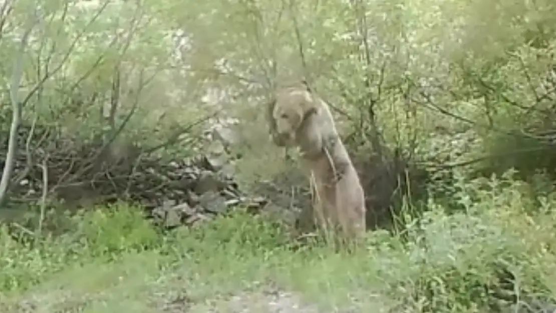 Oyuncu ayı fotokapana yakalandı