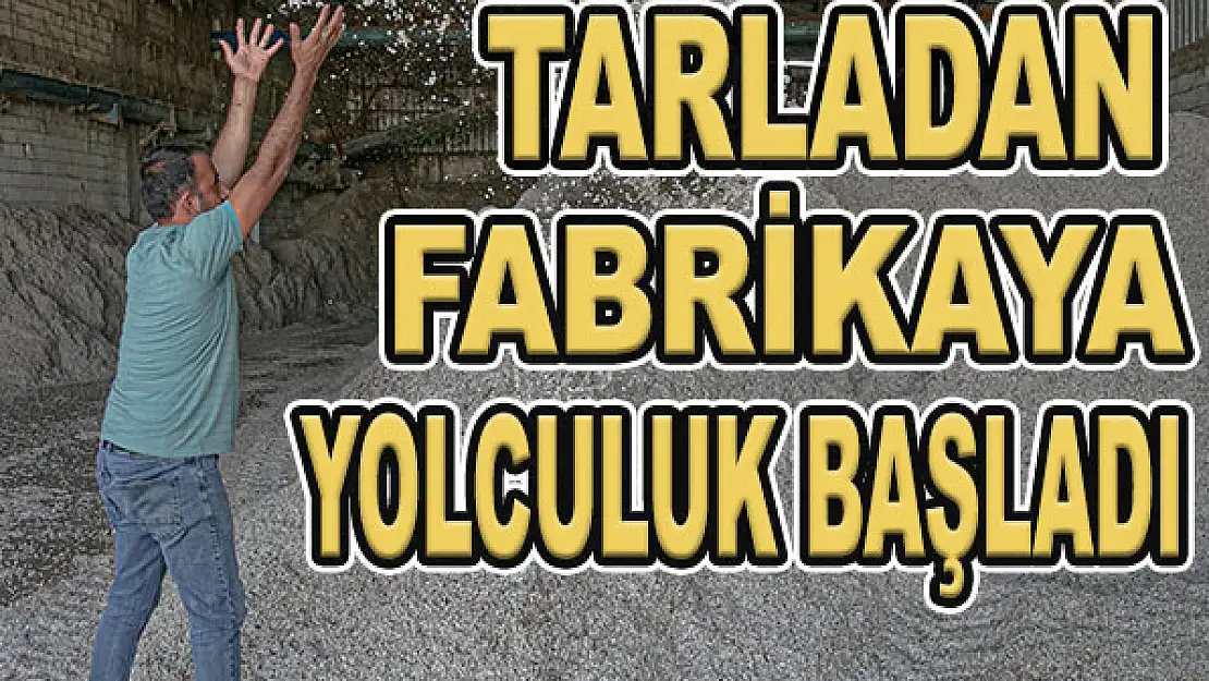 Pamuğun tarladan fabrikaya yolculuğu başladı