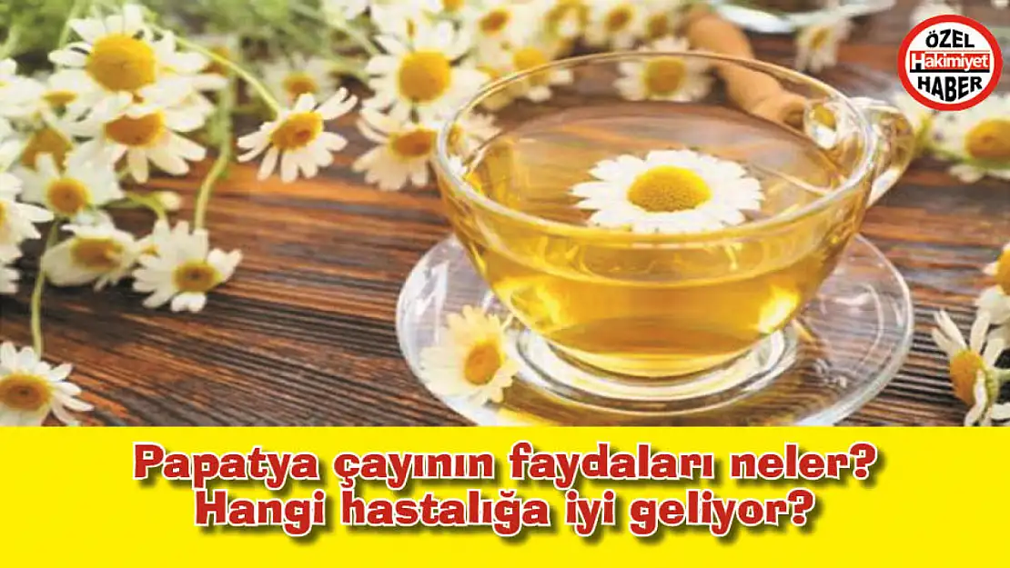 Papatya çayının faydaları neler? Hangi hastalığa iyi geliyor?