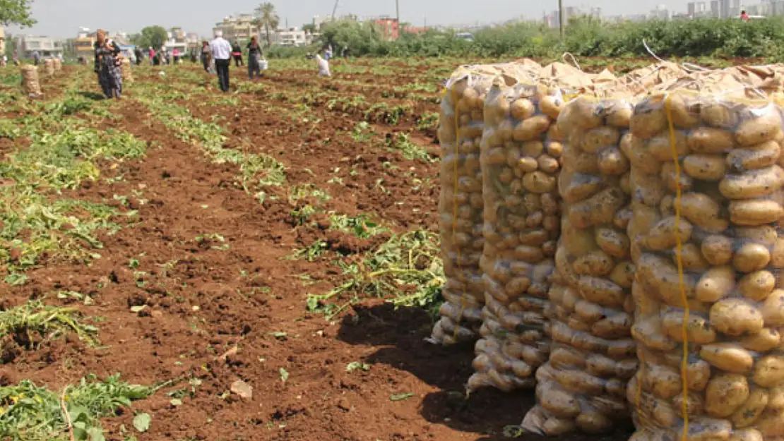 Patates hasadı başlıyor. İşçi ve araçların ücreti belli oldu!