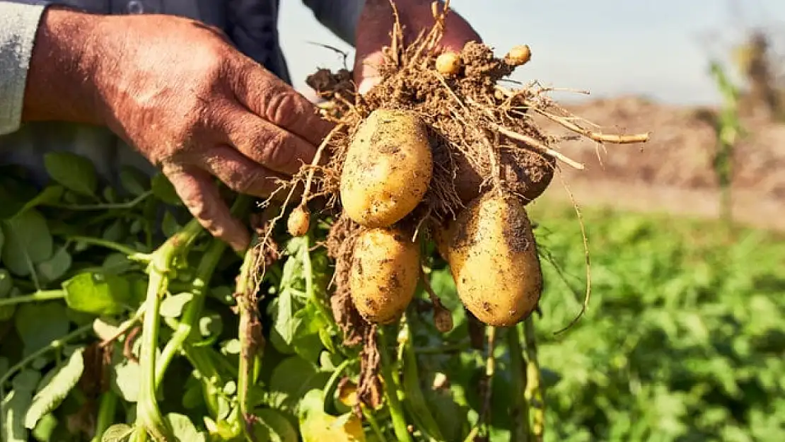 Patatesin kökeni: And Dağları'ndan sofralara uzanan yolculuk