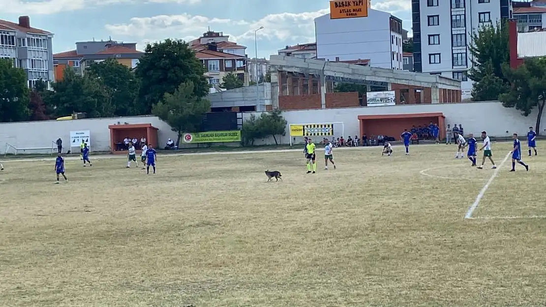 Sahaya giren köpek maçı durdurdu