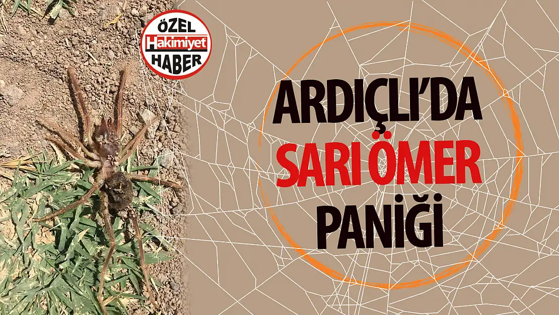 Sarı Ömer Örümceği Konya'nın Akademi Mahallesi'nde Korku ve Paniğe Yol Açtı