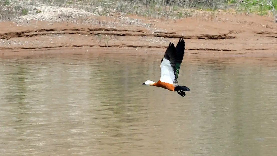 Sarıkamış  Asboğa Gölü, göçmen kuşları ağırlıyor