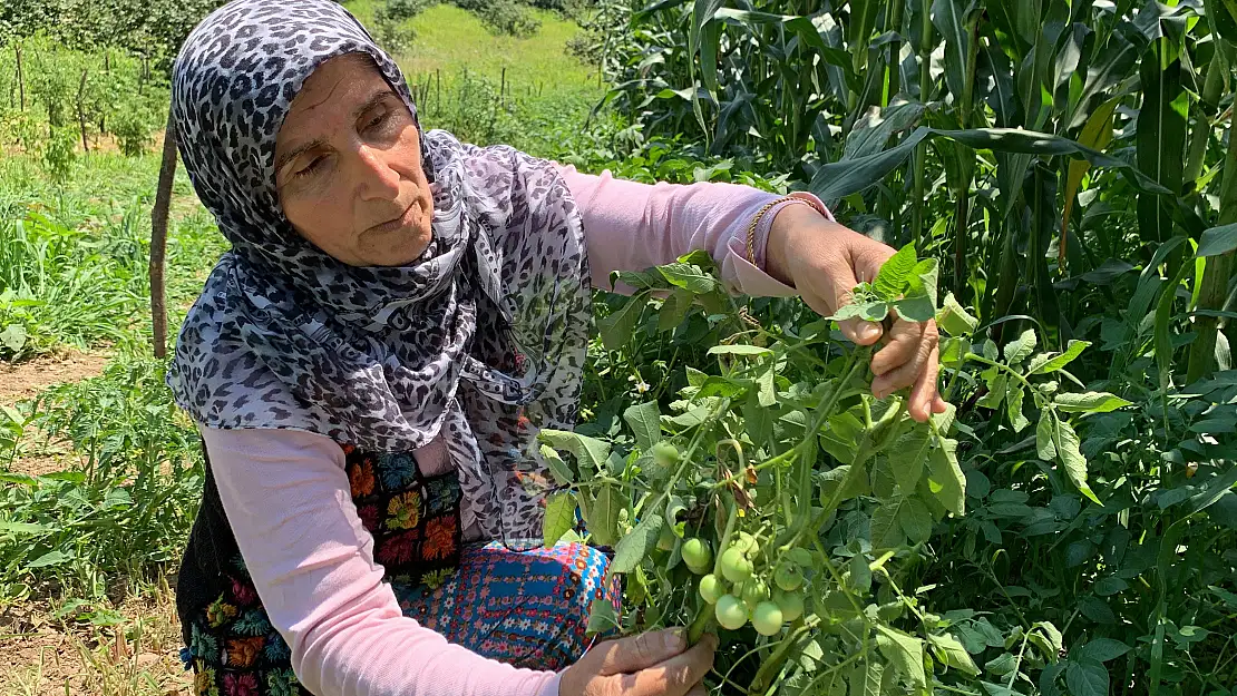 Şaşırtan olay: Tarlalarına patates ektiler, domates çıktı