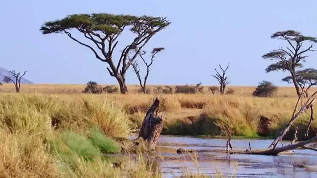 Serengeti Ulusal Parkı hangi ülkededir? Serengeti Ulusal Parkı hakkında detaylı bilgiler...