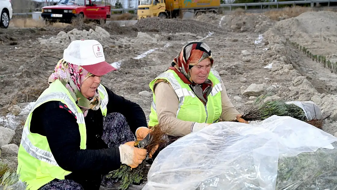 Seydişehir'de tıbbi aromatik bitki yetiştirilecek